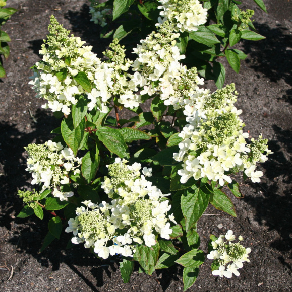 Гортензия Мэджикал Везувио (Magical Vesuvio) метельчатая купить с доставкой Гортензия Мэджикал Везувио (Magical Vesuvio) метельчатая купить с доставкой