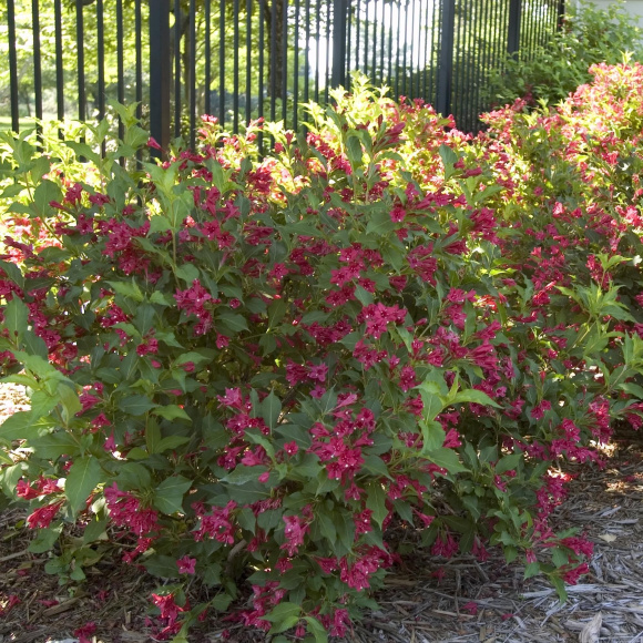 Вейгела Ассортимент купить с доставкой