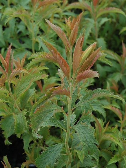 Спирея Криспа (Crispa) купить с доставкой