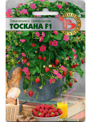 Земляника Тоскана [Биотехника]