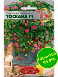 Земляника Тоскана [Биотехника]