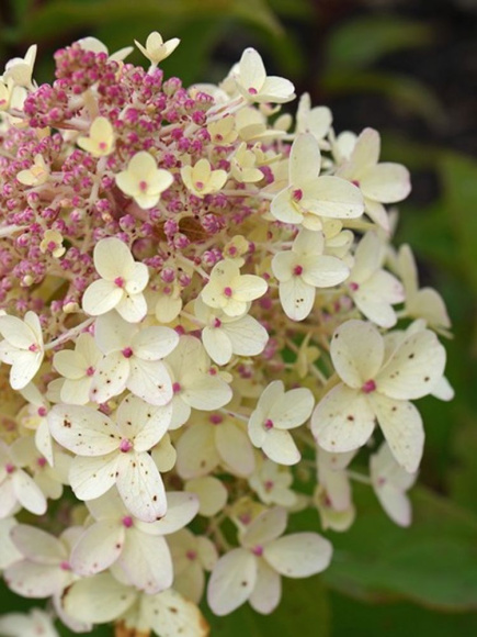 Гортензия Пандриа (Pandria) метельчатая купить с доставкой