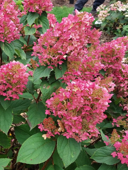 Гортензия Пандриа (Pandria) метельчатая купить с доставкой