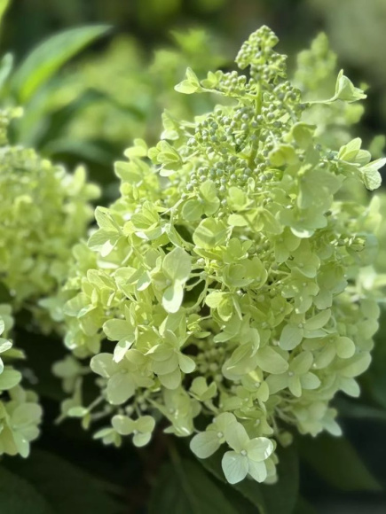 Гортензия Пандриа (Pandria) метельчатая купить с доставкой