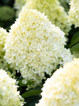 Гортензия Ливинг Коттон Крем (Living Creations Cotton Cream) метельчатая