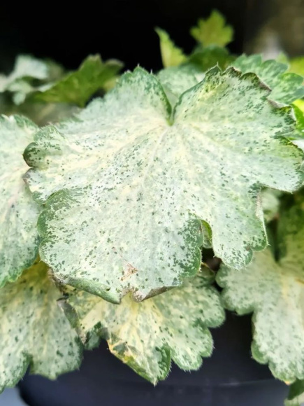 Гейхера Сноу Панки (Snow Panky) купить с доставкой