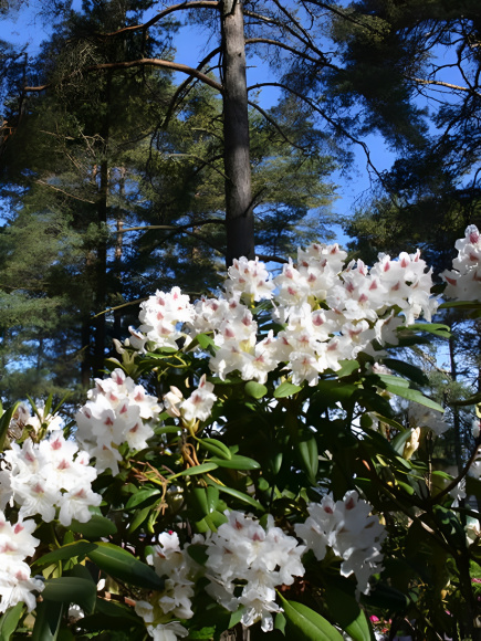 Рододендрон П.М.Эй. Тайгерстедт (P.M.A. Tigerstedt) купить с доставкой
