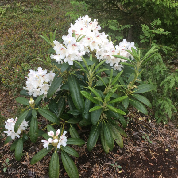 Рододендрон П.М.Эй. Тайгерстедт (P.M.A. Tigerstedt) купить с доставкой Рододендрон П.М.Эй. Тайгерстедт (P.M.A. Tigerstedt) купить с доставкой