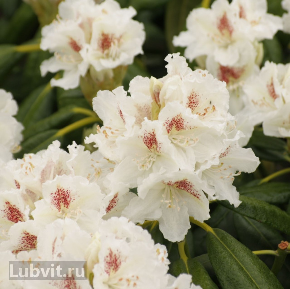 Рододендрон П.М.Эй. Тайгерстедт (P.M.A. Tigerstedt) купить с доставкой Рододендрон П.М.Эй. Тайгерстедт (P.M.A. Tigerstedt) купить с доставкой