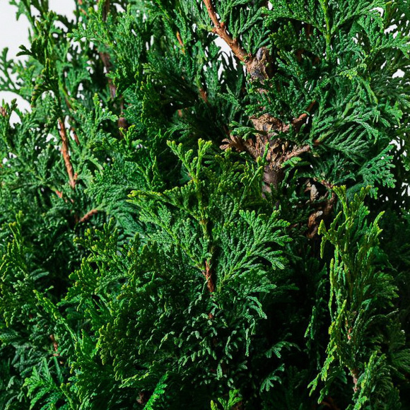 Туя Спиралис (Spiralis) купить с доставкой Туя Спиралис (Spiralis) купить с доставкой