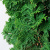 Туя Спиралис (Spiralis) купить с доставкой