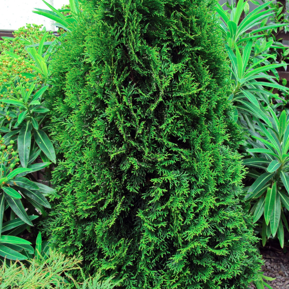 Туя Спиралис (Spiralis) купить с доставкой Туя Спиралис (Spiralis) купить с доставкой