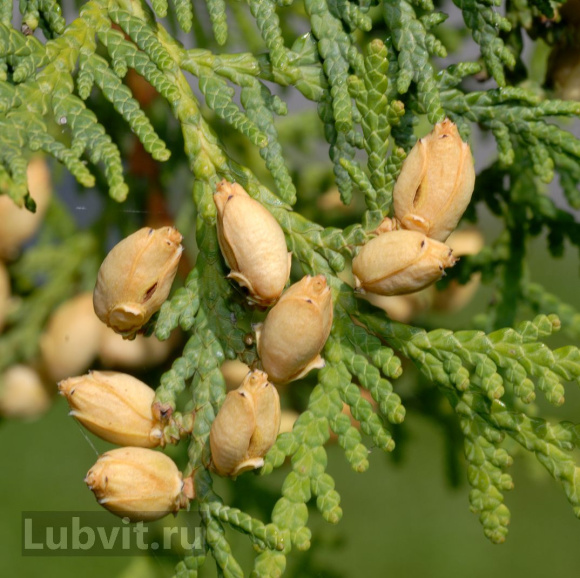 Туя Спиралис (Spiralis) купить с доставкой Туя Спиралис (Spiralis) купить с доставкой