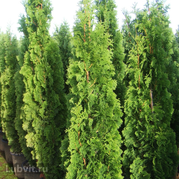 Туя Спиралис (Spiralis) купить с доставкой Туя Спиралис (Spiralis) купить с доставкой