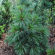 Кедр дальневосточный (Pinus koraiensis) купить с доставкой