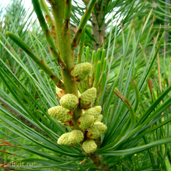 Кедр дальневосточный (Pinus koraiensis) купить с доставкой Кедр дальневосточный (Pinus koraiensis) купить с доставкой