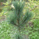 Кедр дальневосточный (Pinus koraiensis) купить с доставкой
