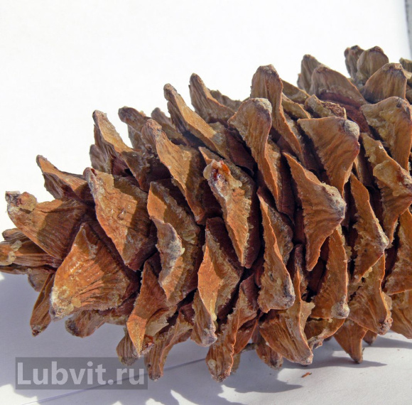 Кедр дальневосточный (Pinus koraiensis) купить с доставкой Кедр дальневосточный (Pinus koraiensis) купить с доставкой