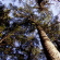 Кедр дальневосточный (Pinus koraiensis) купить с доставкой