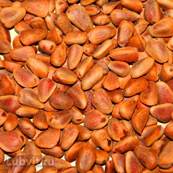 Кедр дальневосточный (Pinus koraiensis) купить с доставкой Кедр дальневосточный (Pinus koraiensis) купить с доставкой