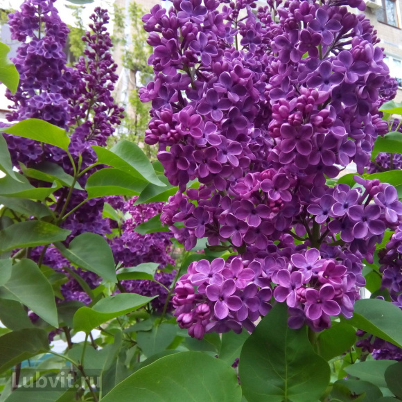 Сирень Адмирал Нахимов купить с доставкой