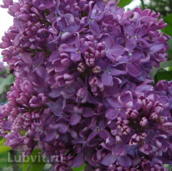 Сирень Адмирал Нахимов купить с доставкой