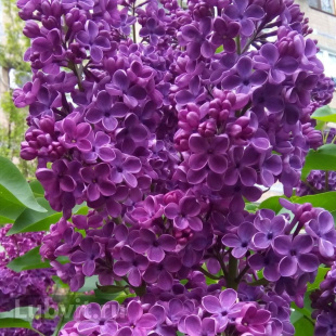 Сирень Адмирал Нахимов