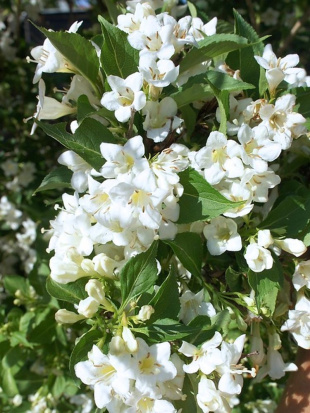 Вейгела Сноуфлейк (Snowflake)