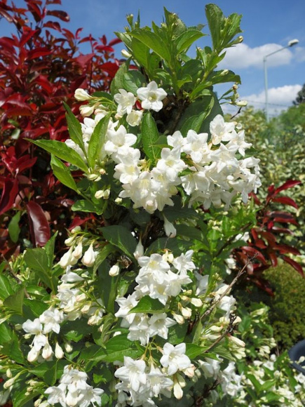 Вейгела Сноуфлейк (Snowflake) купить с доставкой