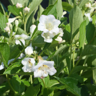 Вейгела Сноуфлейк (Snowflake) Вейгела Сноуфлейк (Snowflake)