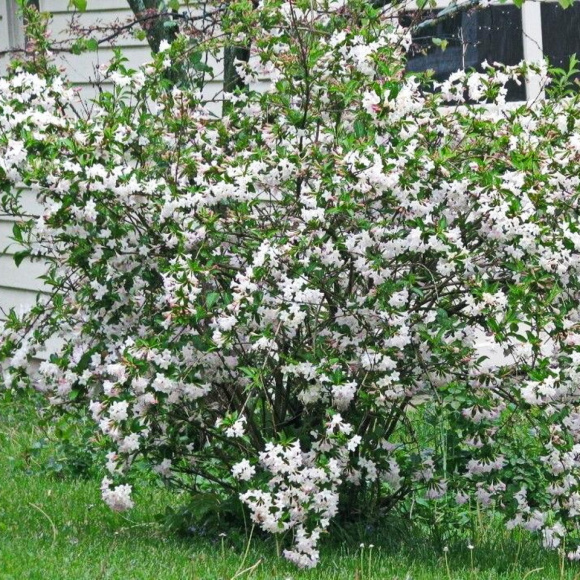 Вейгела Сноуфлейк (Snowflake) купить с доставкой Вейгела Сноуфлейк (Snowflake) купить с доставкой