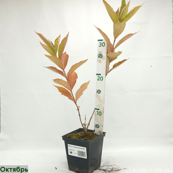 Вейгела Сноуфлейк (Snowflake) купить с доставкой Вейгела Сноуфлейк (Snowflake) купить с доставкой