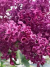 Сирень Бесконечность купить с доставкой