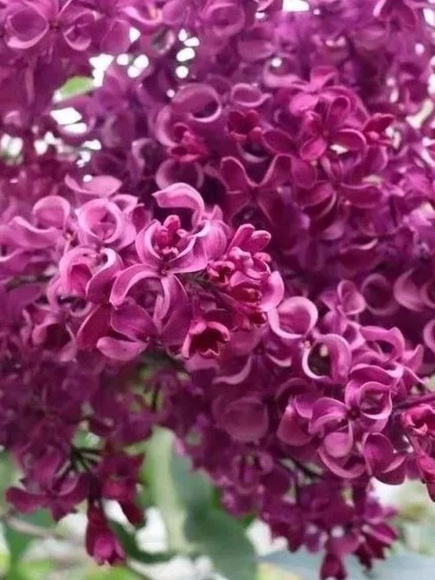 Сирень Бесконечность купить с доставкой