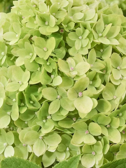 Гортензия Ливинг Литл Эпл (Living Little Apple) метельчатая купить с доставкой