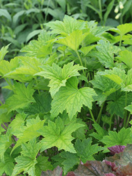 Гейхера виллоза Шантильи (Chantilly)