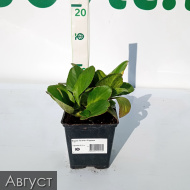 Бадан Галина Серова