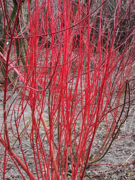 Дерен Элегантиссима (Elegantissima) купить с доставкой