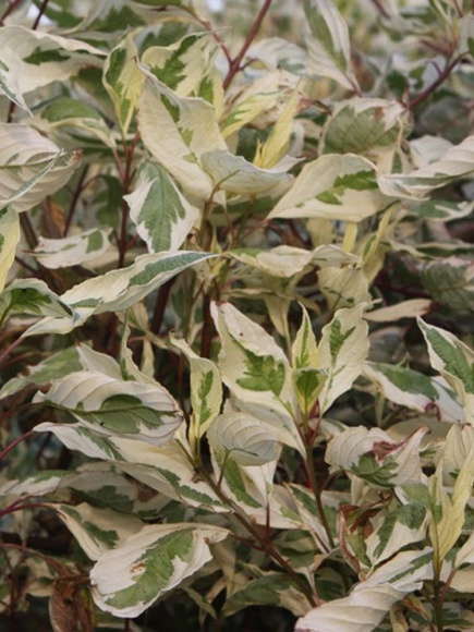 Дерен Элегантиссима (Elegantissima) купить с доставкой