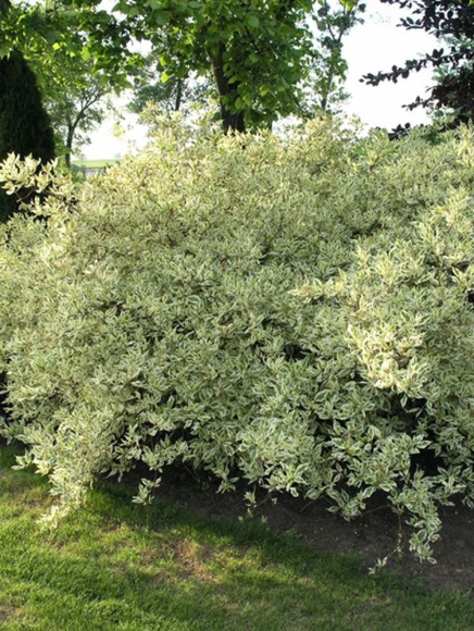 Дерен Элегантиссима (Elegantissima) купить с доставкой