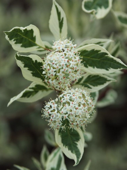 Дерен Элегантиссима (Elegantissima) купить с доставкой