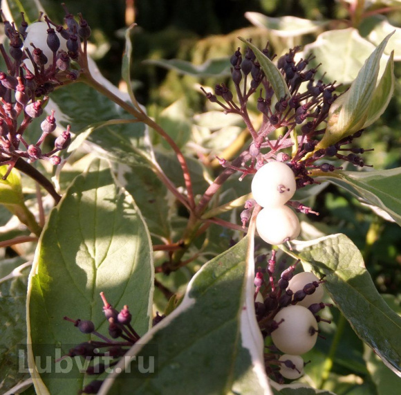 Дерен Элегантиссима (Elegantissima) купить с доставкой