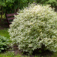 Дерен Элегантиссима (Elegantissima) Дерен Элегантиссима (Elegantissima)