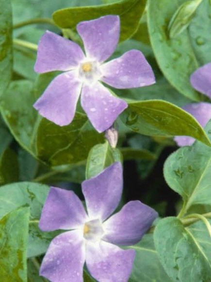 Барвинок (Vinca) купить с доставкой