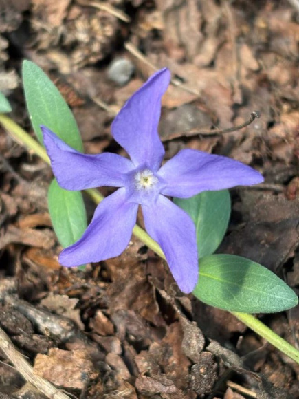 Барвинок (Vinca) купить с доставкой