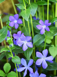 Барвинок (Vinca)