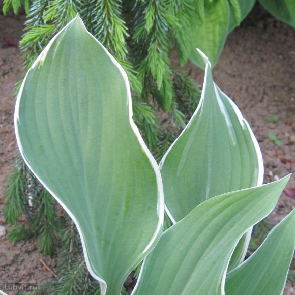 Хоста Том Шмидт (Tom Schmidt) [L] купить с доставкой