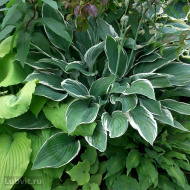 Хоста Том Шмидт (Tom Schmidt) [L]