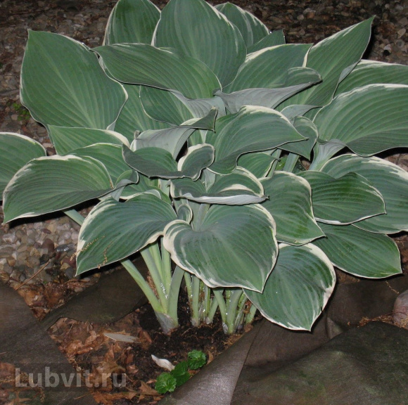 Хоста Том Шмидт (Tom Schmidt) [L] купить с доставкой