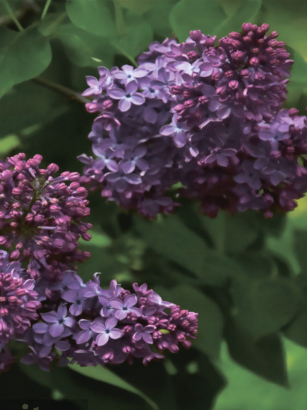 Сирень Маршал Конев купить с доставкой